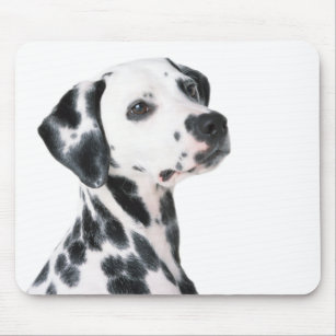 Mousepad Foto bonita do cão Dalmatian, presente