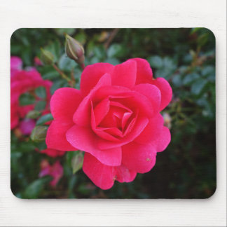Mousepad Foto bonito de rosa rosa rosa