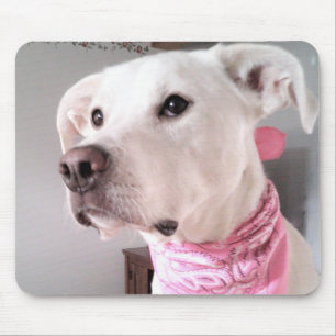 Mousepad Foto: Cão Cachorro Branco Bonito Vestindo Scarf R