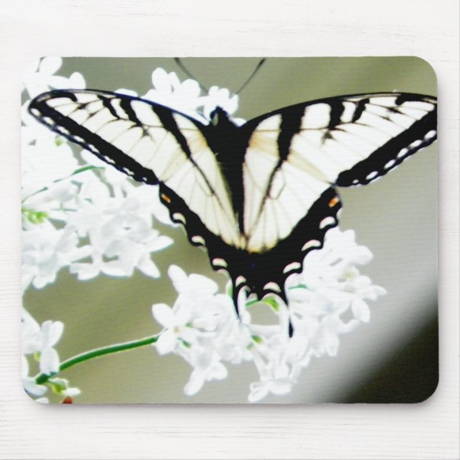 Mousepad Foto da Borboleta do Swallowtail do Tiger Oriental (Frente)