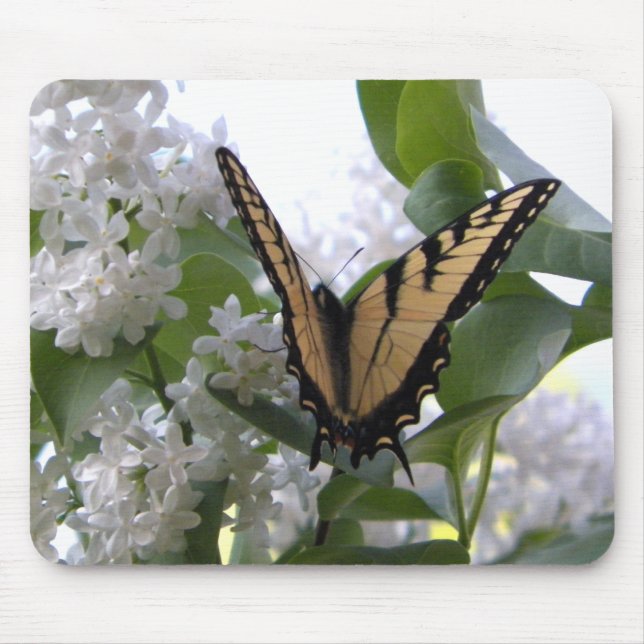 Mousepad Foto da Borboleta do Swallowtail do Tiger Oriental (Frente)