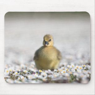 Mousepad Foto da natureza fofoca bonita