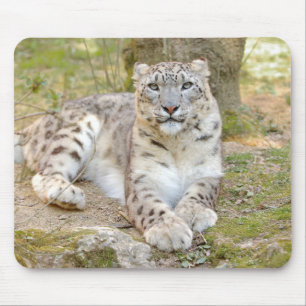 Mousepad foto de animais de gatos-leopardo-da-neve. mouse