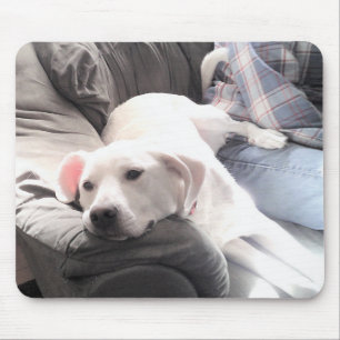 Mousepad Foto de Cachorro Branco Bonito Saindo com Pai