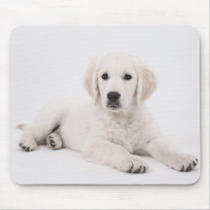 Mousepad Foto de Cachorro da Raça Golden Retriever