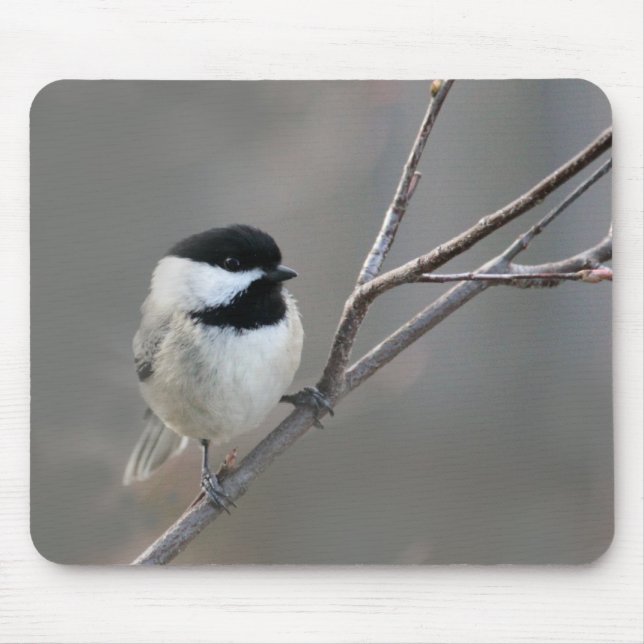 Mousepad Foto de Chickadee Preto (Frente)
