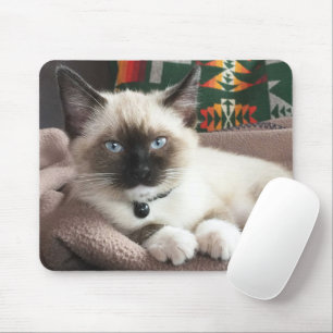 Mousepad Foto De Cristóvão Siamês, De Olhos Azuis, Cute