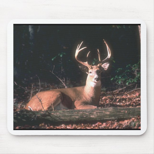 Mousepad Foto de Deer Buck em Branco (Frente)