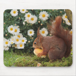 Mousepad Foto de Esquilo Vermelho Fofo e Margaridas