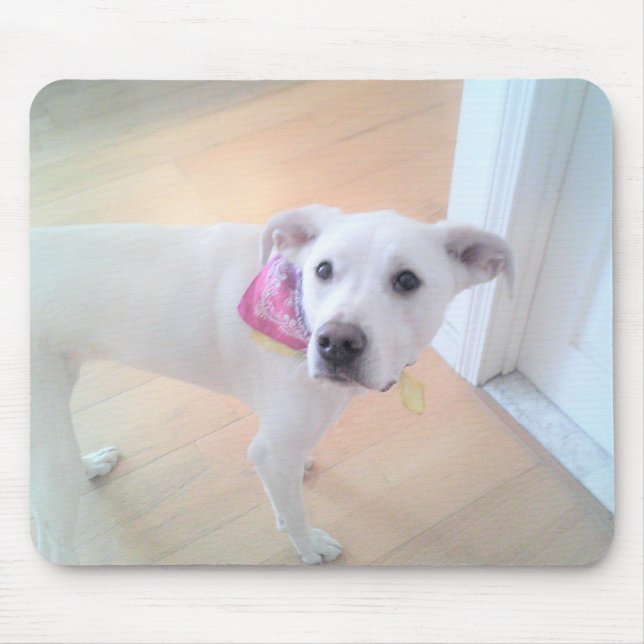 Mousepad Foto de Gado Branco e Bonito, Rosto de Cachorro Br (Frente)