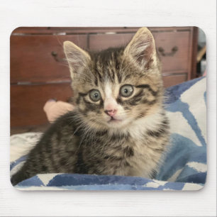 Mousepad Foto de Gatinho Adorável, ou Envie a Sua