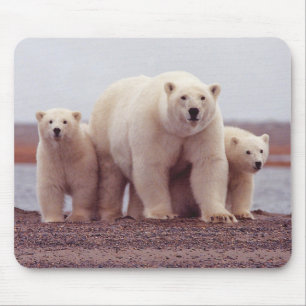 Mousepad Foto de Mãe de Urso Polar e Filhotes