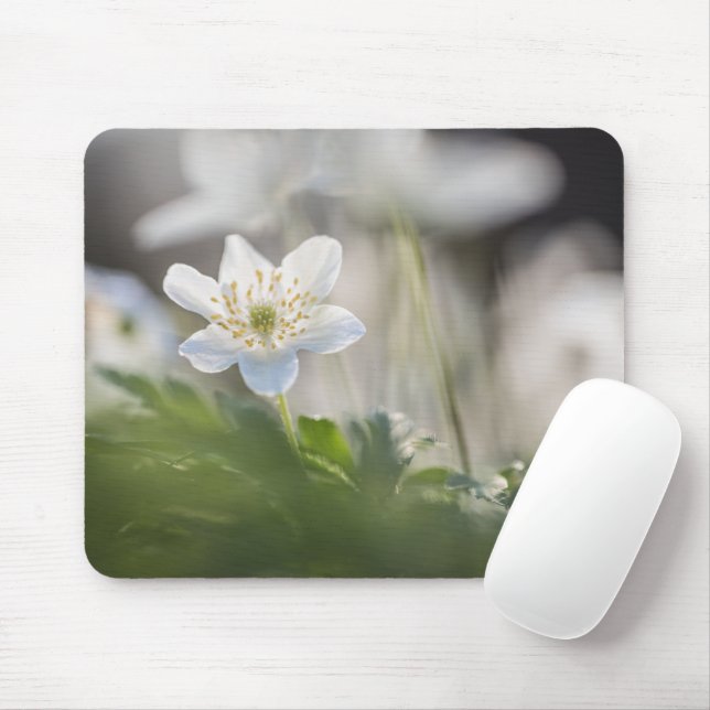 Mousepad Foto de Natureza de Anemone da Madeira (Com mouse)