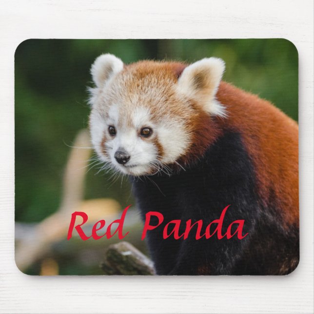 Mousepad Foto de Panda Vermelha fofinho (Frente)
