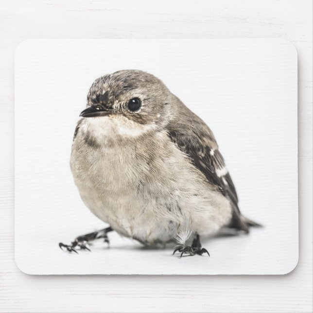 Mousepad Foto de pequeno pássaro de jardim fofo (Frente)