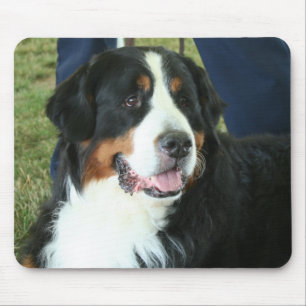 Mousepad Foto do Cachorro da Montanha Bernese