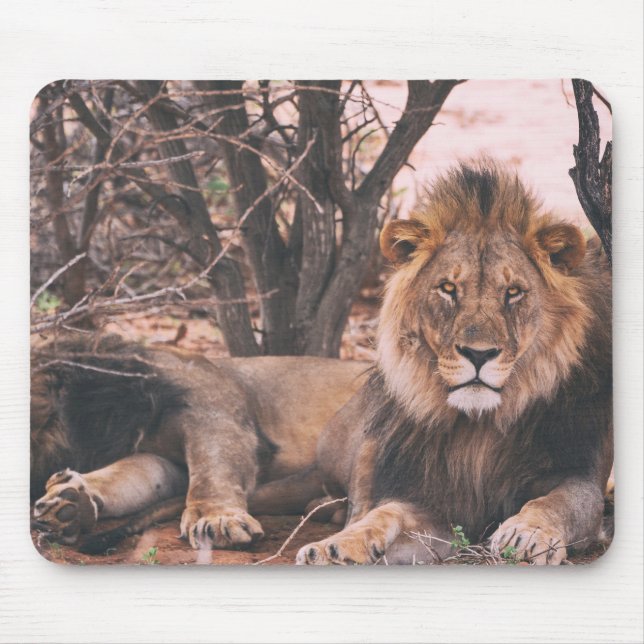 Mousepad Foto do Leão legal (Frente)