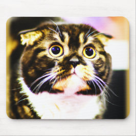Mousepad Foto Hilariante de um Gato Engraçado. Compre agora