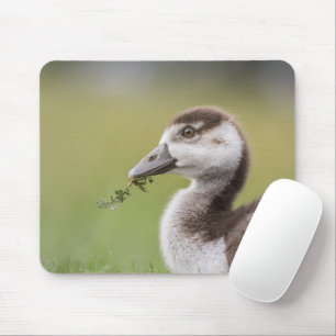 Mousepad Foto natural do Pintinho de Ganso Bonito
