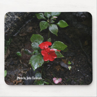 Mousepad Foto por John Tammaro