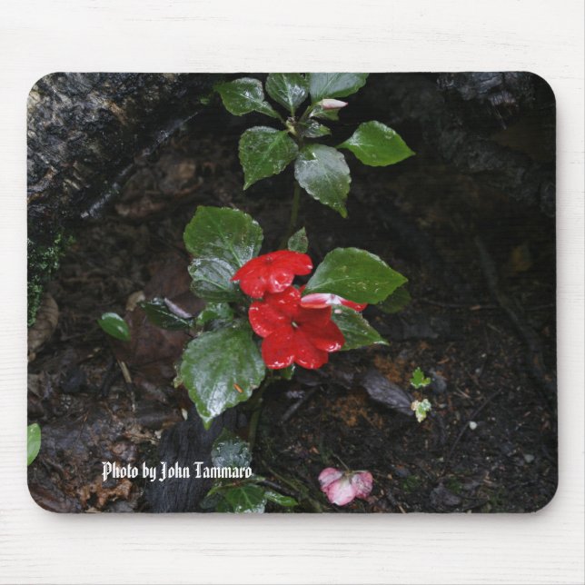 Mousepad Foto por John Tammaro (Frente)