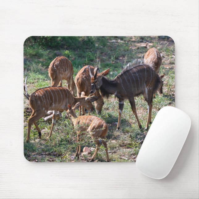 Mousepad Foto sobre a vida selvagem de Nyala Antelope (Com mouse)