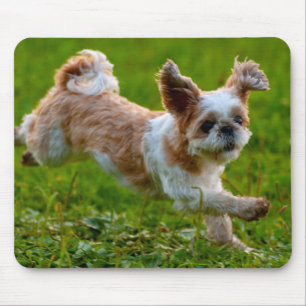 Mousepad Fotografia Bela Executando Shih Tzu Dog