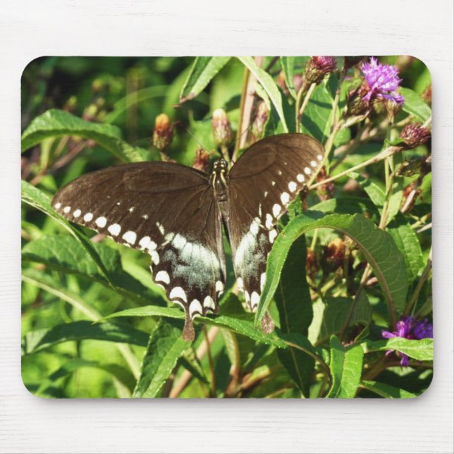 Mousepad Fotografia da Natureza da Borboleta Rabo de Andori (Frente)