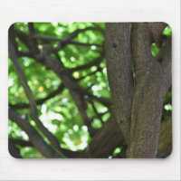 Fotografia da natureza verde Wisteria Pergola Tree