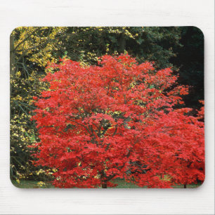 Mousepad Fotografia de árvore japonesa bordo vermelho vibra