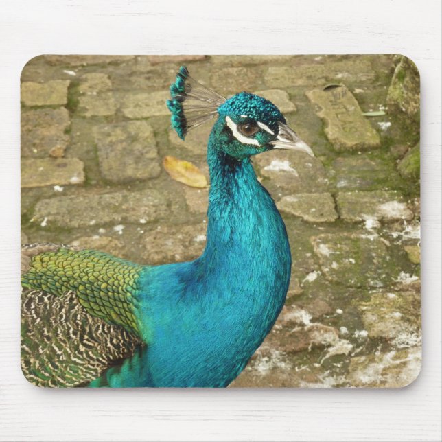 Mousepad Fotografia de beleza Peacock (Frente)
