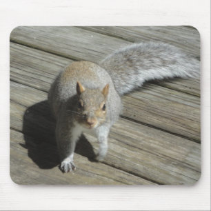 Mousepad Fotografia de Esquilo