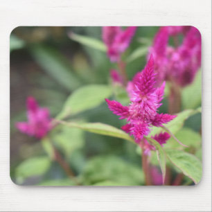 Mousepad Fotografia de Flores Rosa Celosia Garden Nature