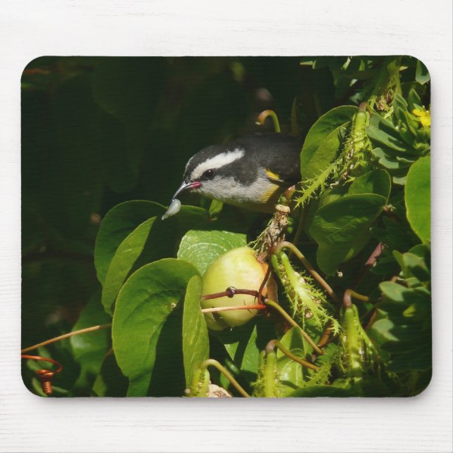 Mousepad Fotografia de Pássaro Bananaquit Comendo Tropical (Frente)