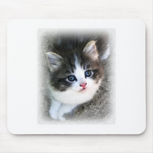Mousepad Fotografia de retrato de Kitten SUPER CUTE (Frente)