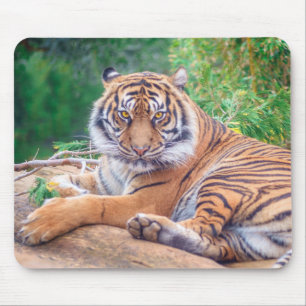Mousepad Fotografia do Tigre de Reclinagem Estonteante