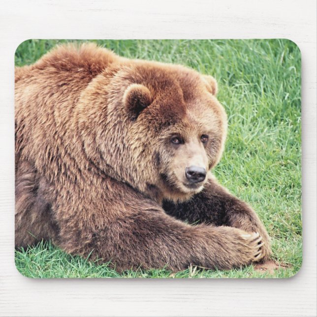 Mousepad Fotografia do Urso Marrom fofinho (Frente)