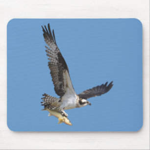 Mousepad Fotografia dos animais selvagens do Osprey & dos