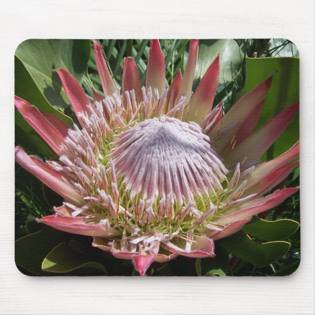 Mousepad Fotografia Flor King Protea (Frente)