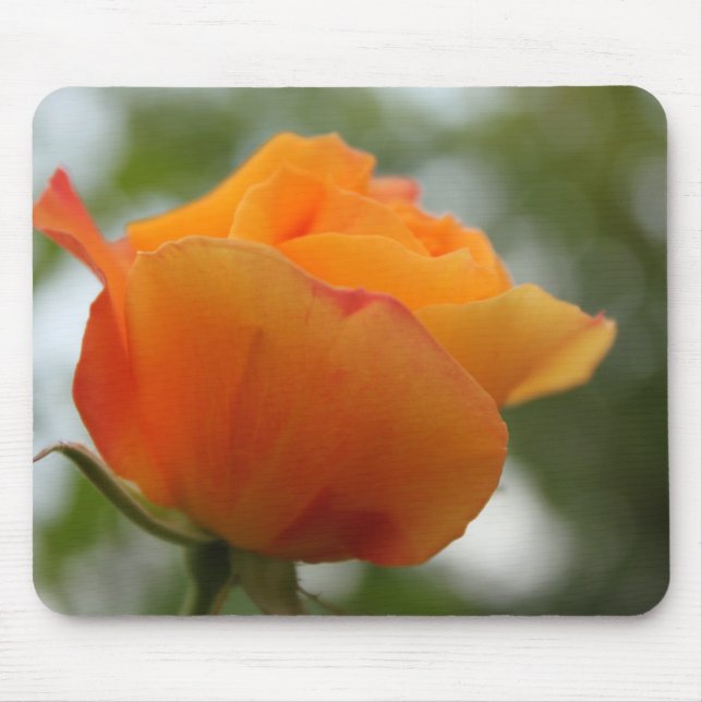 Mousepad Fotografia linda de rosa amarela. (Frente)