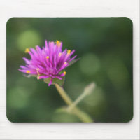 Fotografia original do jardim das flores roxas bon