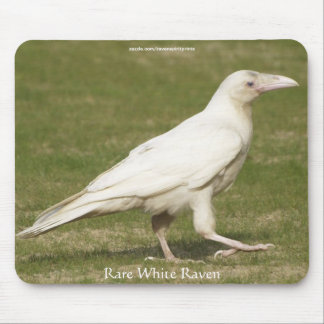 Mousepad Fotografia Rare White Raven Wildlife