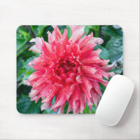 Fotografia Rosa Dahlia, Flor Canadense