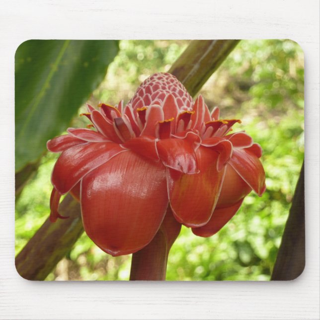 Mousepad Fotografia Tropical do Flor Vermelho Torch Ginger (Frente)