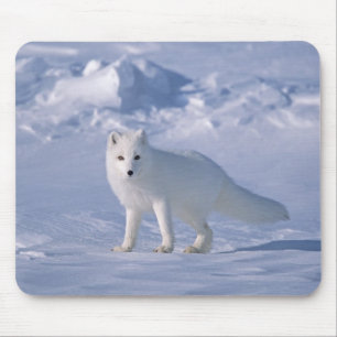 Mousepad Fox ártico