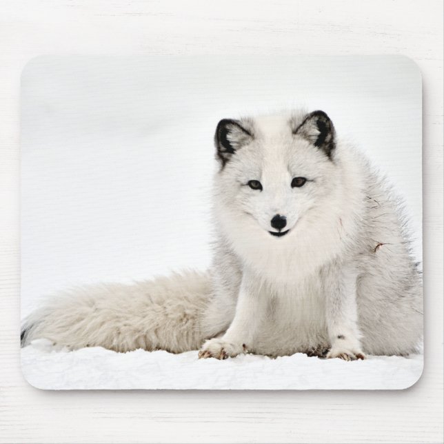 Mousepad Fox ártico na neve (Frente)