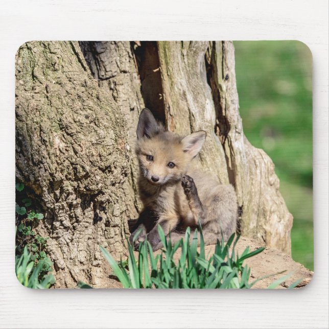 Mousepad Fox Kit no Vale do Hudson (Frente)