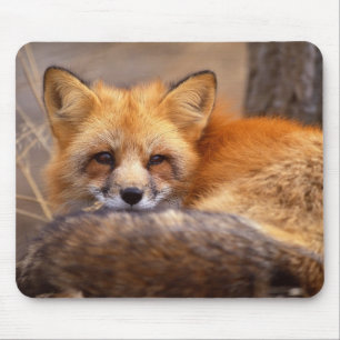 Mousepad Fox vermelho
