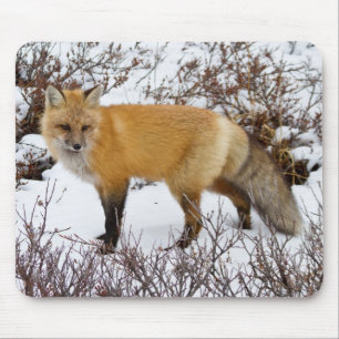 Mousepad Fox vermelho na neve no inverno