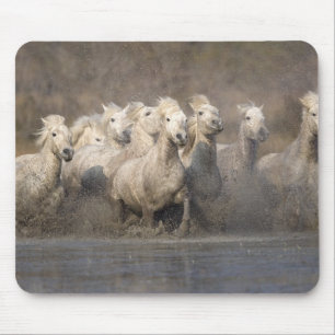 Mousepad França, Provença. Cavalos brancos Camargue corrend